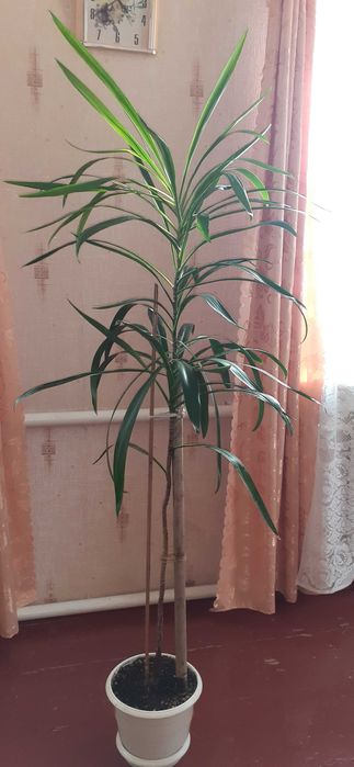 Продам Юкку кімнатну