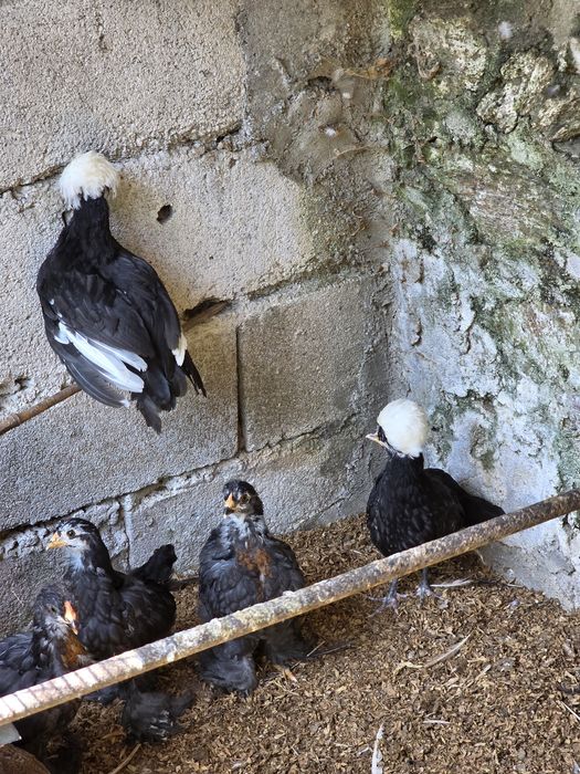 Casal de paduanas pretas com a poupa branca