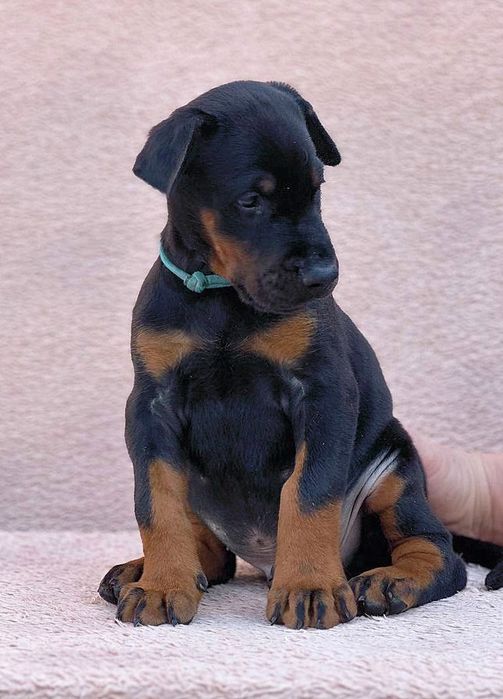 Доберман, щенки добермана, цуценята добермана, Е доставка, купіровка