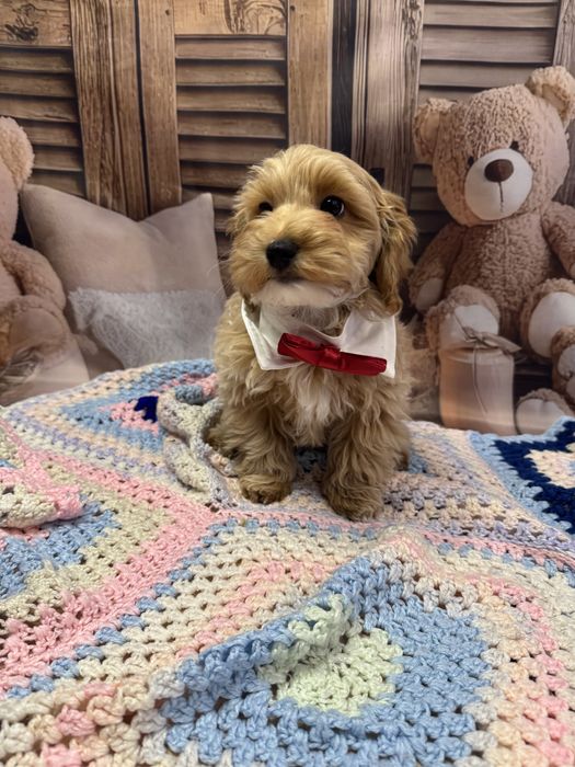 Maltipoo pies tata badania genetyczne