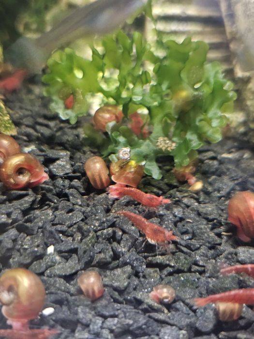 Camarões Red Cherry Juvenis