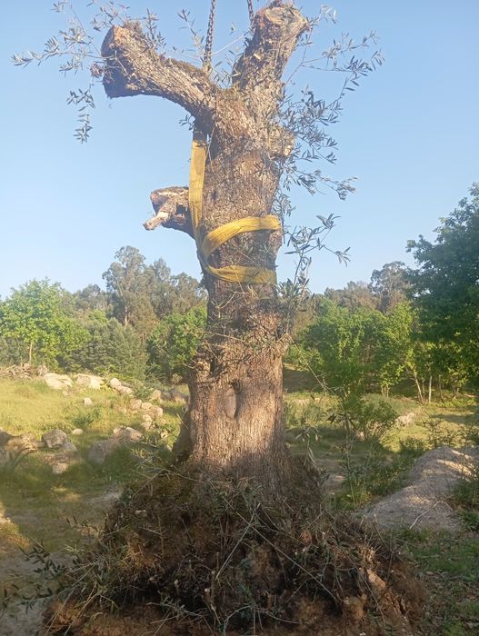 Oliveiras Jardim!!!