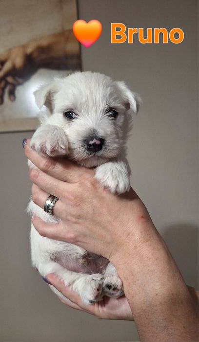 REZERWACJA West Highland White Terrier Miot B