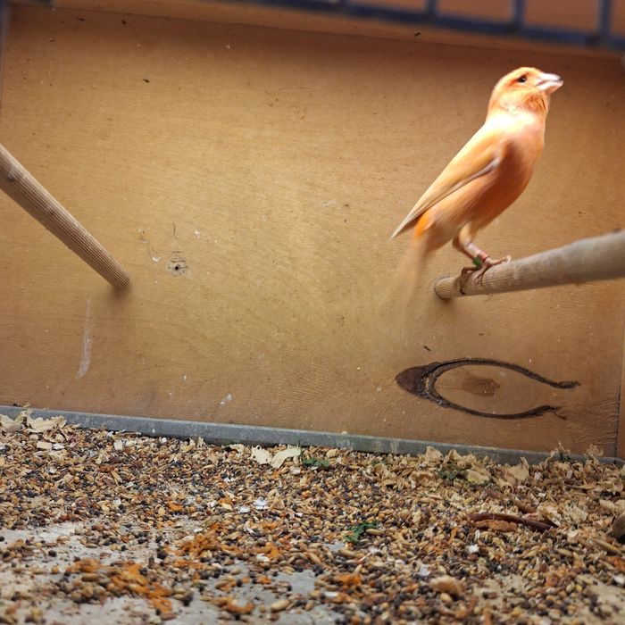 Kanarki - samce na śpiewie