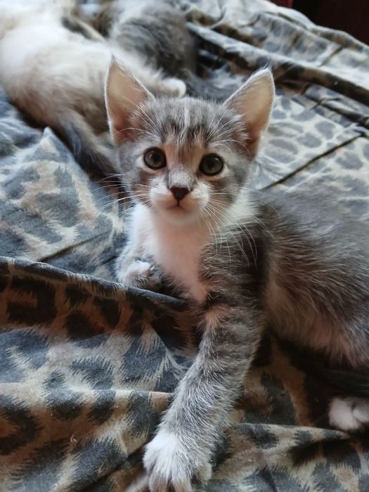 Віддам кошенят в добрі руки