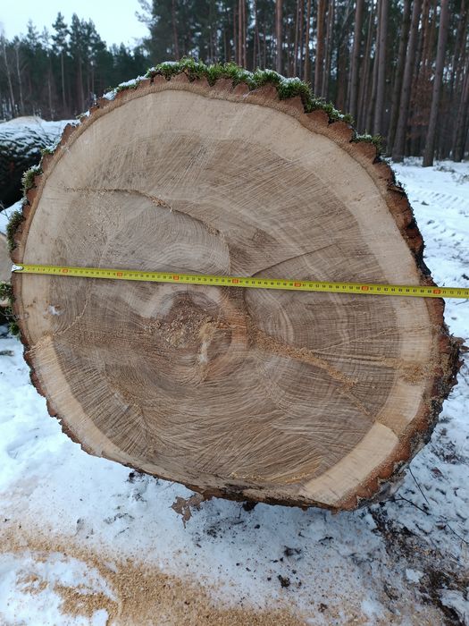 DĄB  tartaczny, kłoda, drewno, tanio