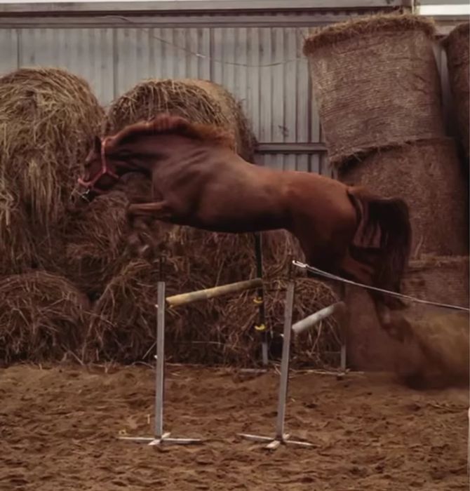 Klacz sp, duża ramowa do sportu/ hodowlii