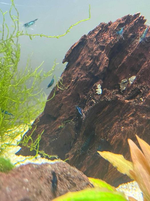 Neocaridina Blue Dream – Camarões de aquário