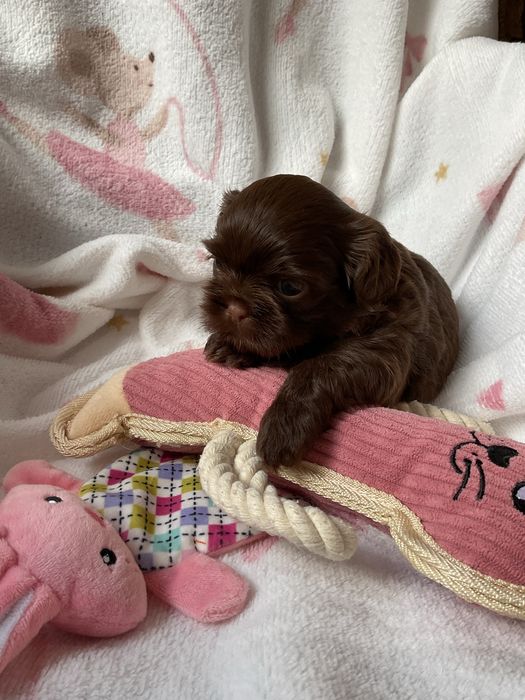 Shih -Tzu Czekoladowa suczka!