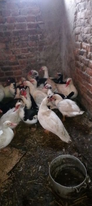 Продам качки 5 штук -1000 грн.