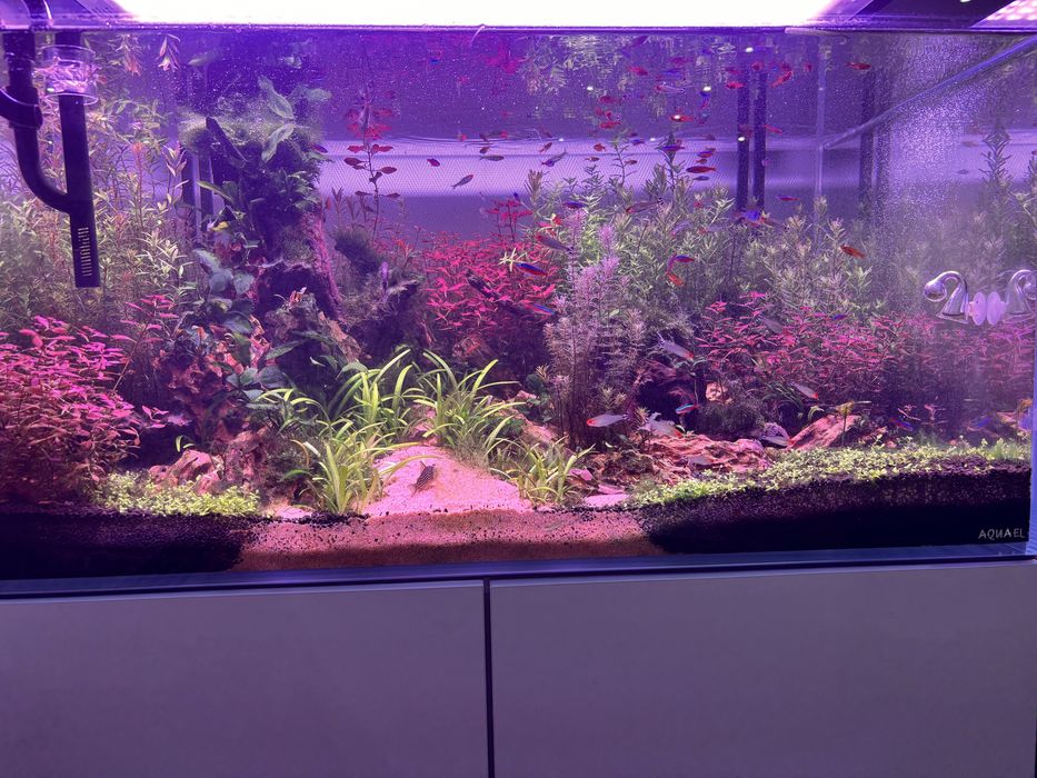 Podas de Plantas Aquáticas – 0,90€ cada pé