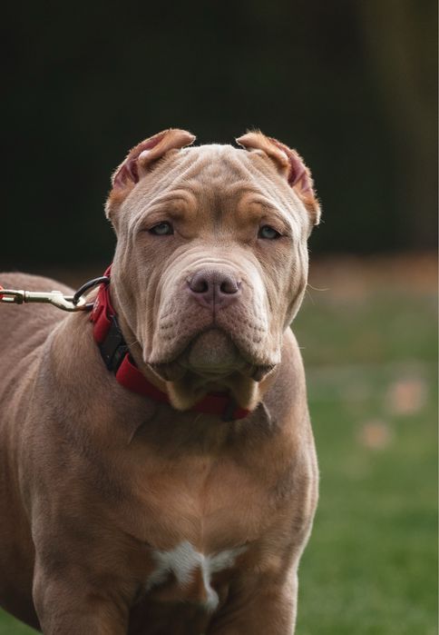 Неймовірний красень ХЛ