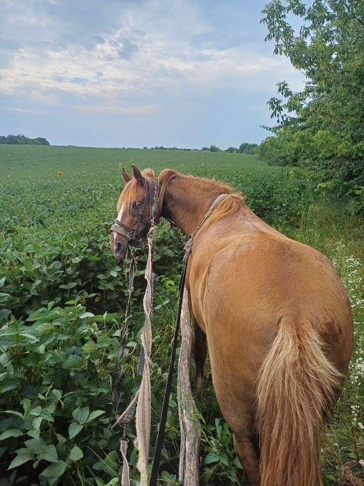 Продам кобилу  спокійну