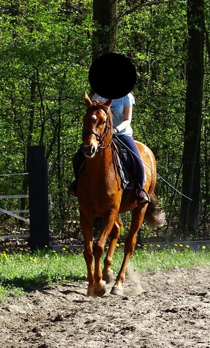 Sprzedam/zamienie walach trakenski