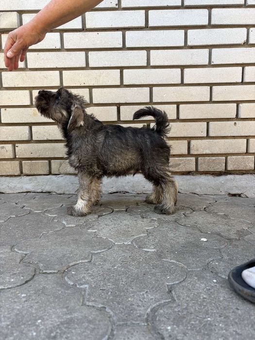 Щенки цвергшнауцера,девочки  и мальчика.