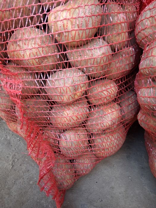 Ziemniaki jadalne vineta, gala