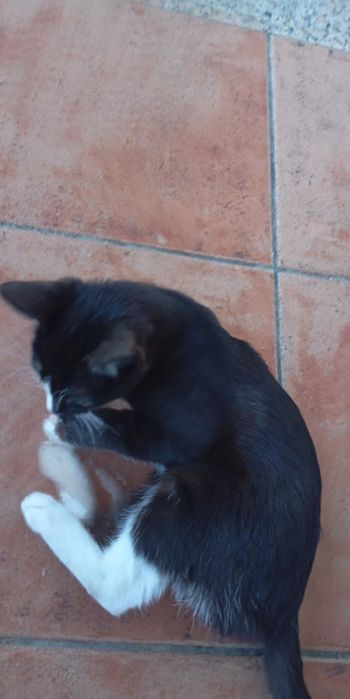 Gata linda amantes de mimos