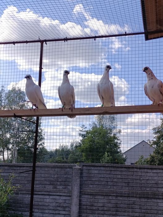 Gołąb gołębie ozdobne
