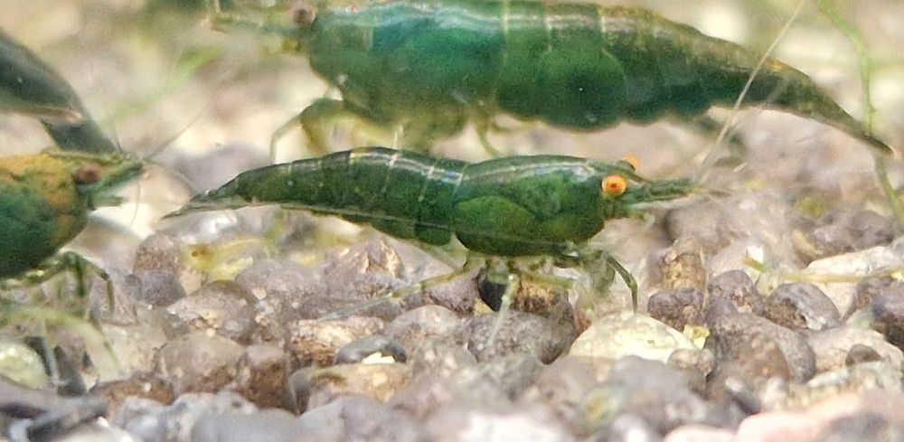 Krewetki Neocaridina Orange Eye Green Jade