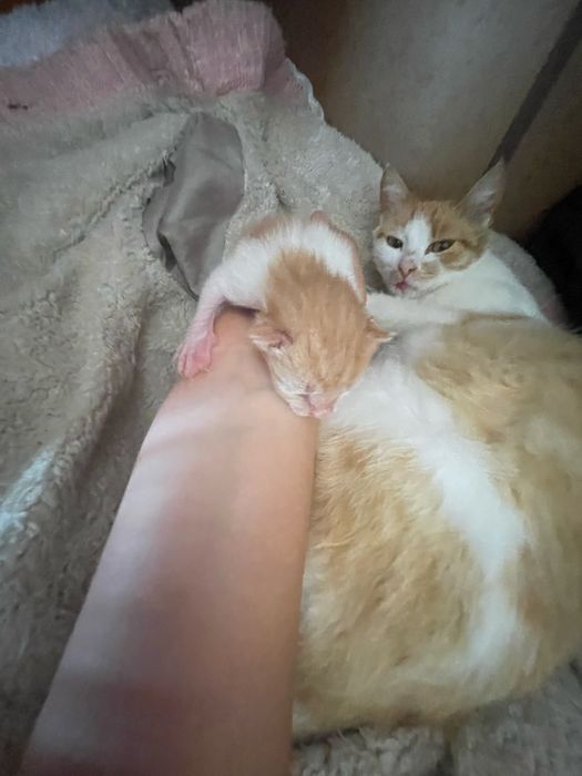 Відеємо котиків у добрі руки