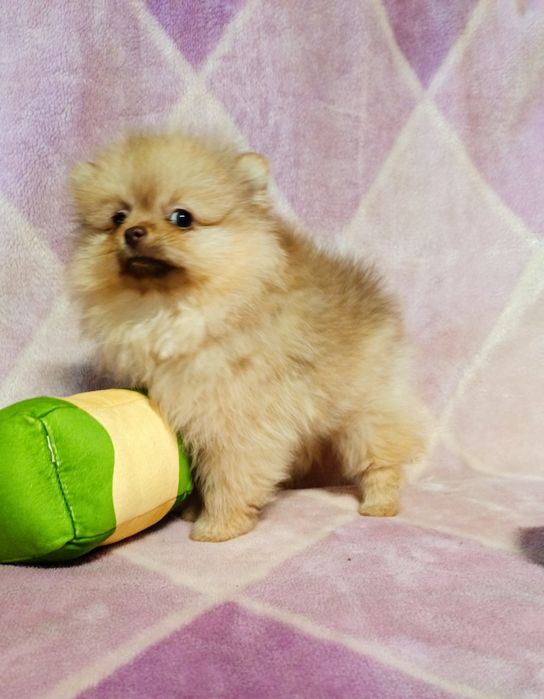 Szpic miniaturowy Pomeranian