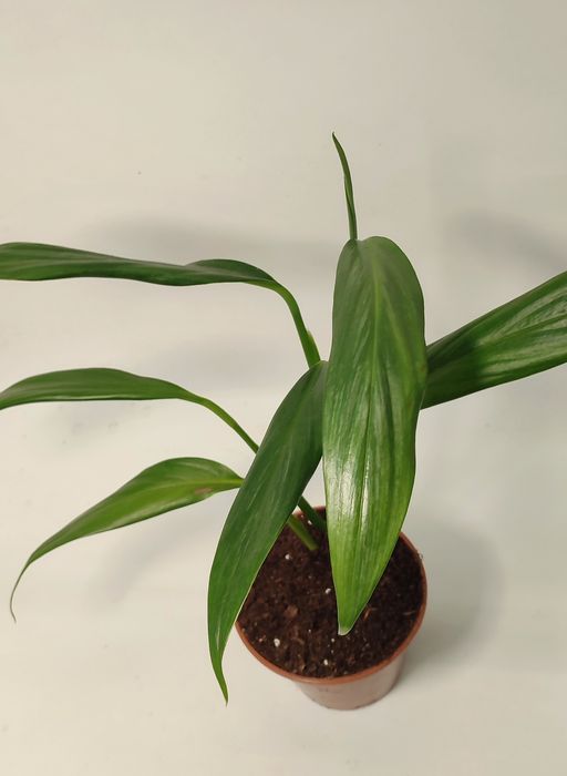 Епіпремнум Амплісімум Сільвер (Amplissimum siver) альба вайт варієгатн