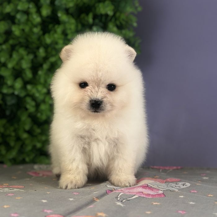 лялькова міні дівчинка шоу классу