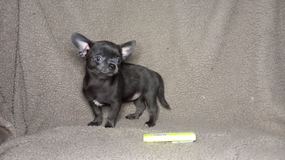 Чихашка  дівчинка.