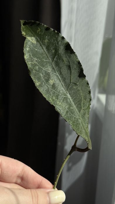 Хойя undulata black leaves