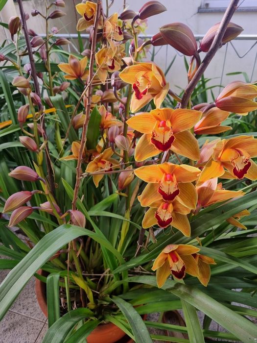 Orquídea  com 6 hastes de flor