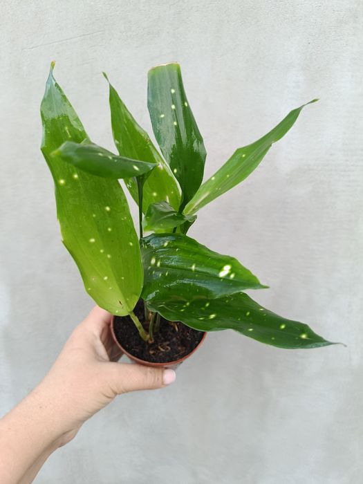 Аспідістра Aspidistra sp Thailand