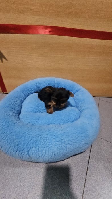 Yorkhire terrier macho Mini