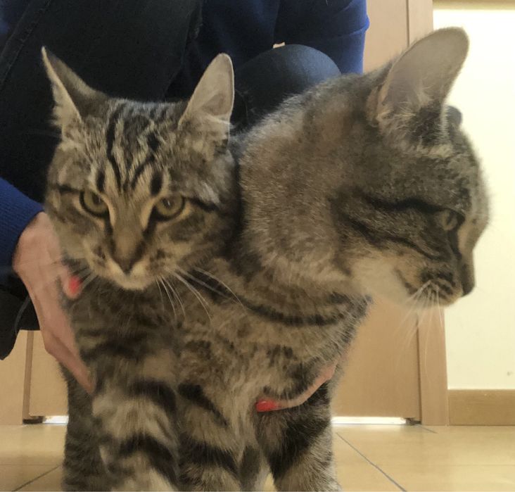 Кіт котик кішка котики безкоштовно