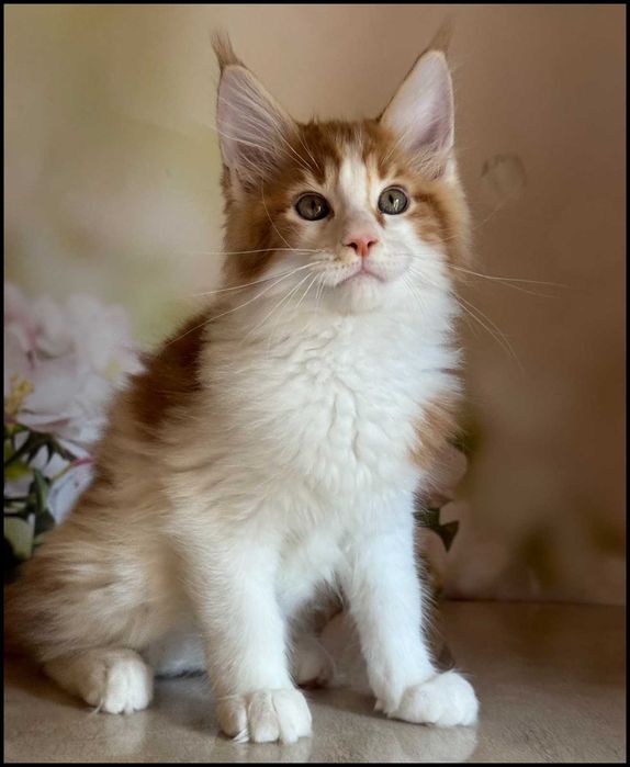 Kocurek Maine Coon Windor Już do odbioru