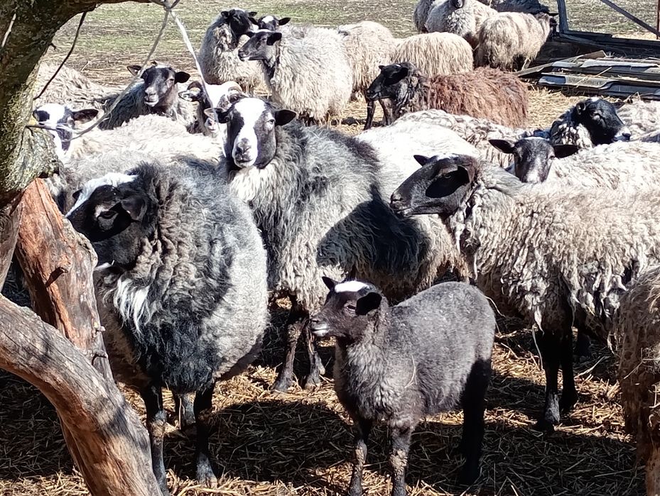 Продам вівці,ягнята,барани