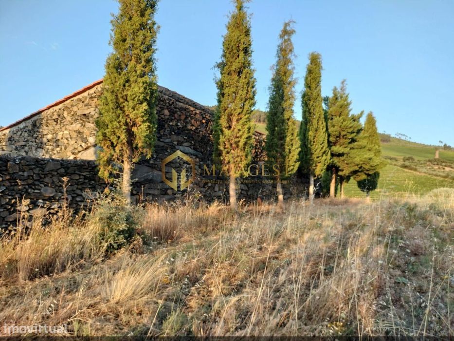 Terreno Agrícola para produção de Vinho