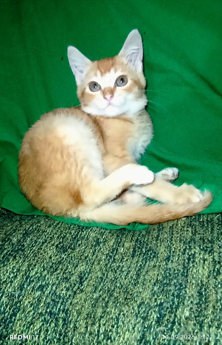 Котик скоттіш страйт