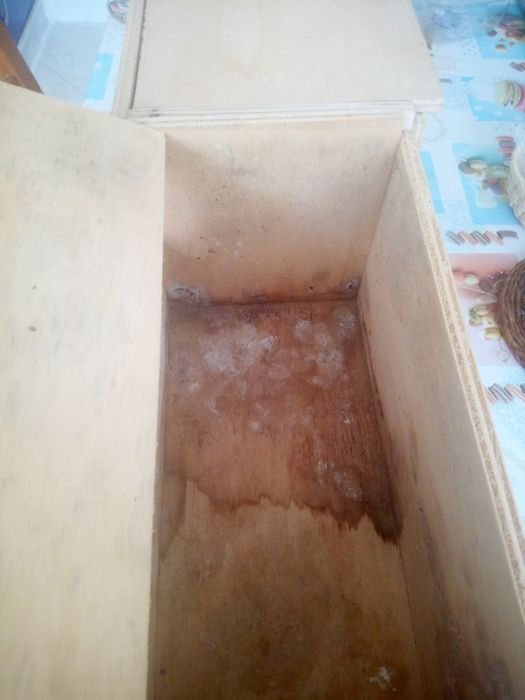 Ninhos de agapórnis rosicolis.