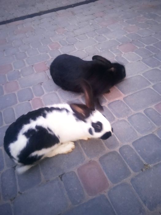 Продаю самці різної породи