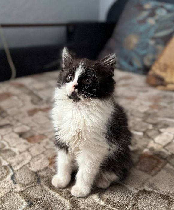 ТЕРМІНОВО! Віддам кошеня в добрі руки