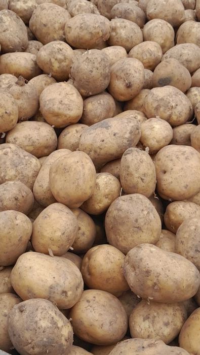 Ziemniaki  400 worków gotowe