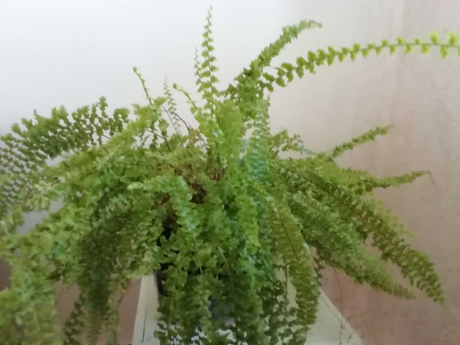 Папороть нефролепіс, недорого