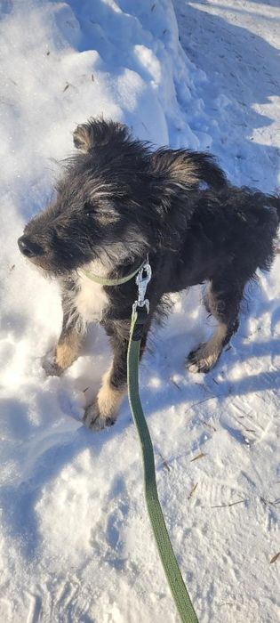 Шукаємо сім'ю для цуцентка