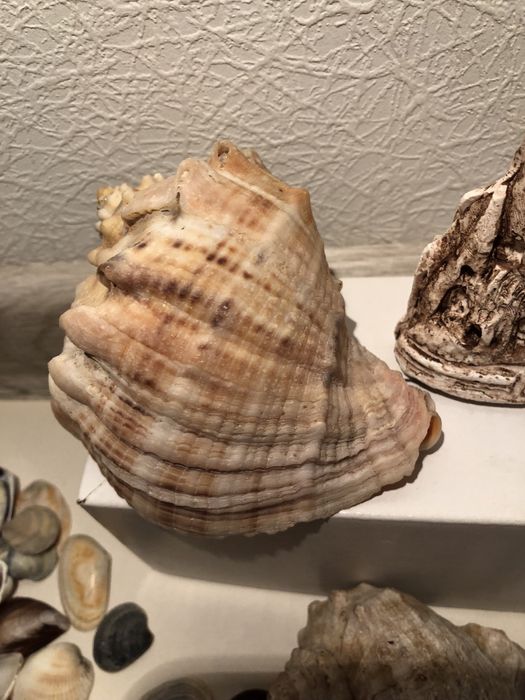 Ракушки, рапаны для аквариума