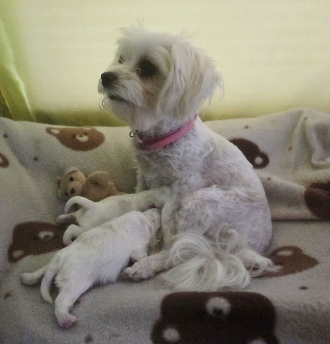 Maltańczyk suczka rodowodowa na Wielkanoc