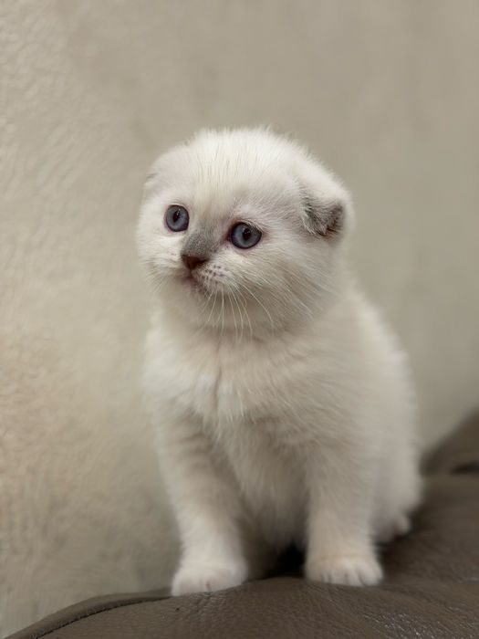 котята шотландские