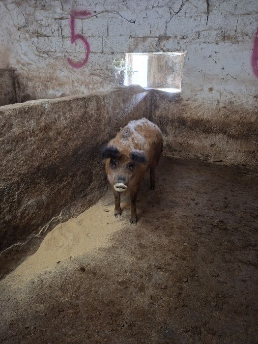 Porca mangalitsa pura