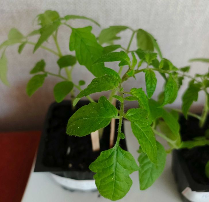 Sadzonki pomidorów koktajlowych Cherry Tomato