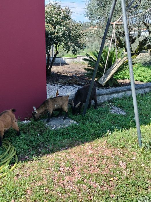 Vendo cabras anãs