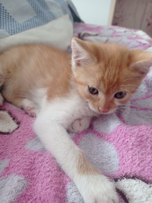 Кішка. Кіт. Кошенята. Котики